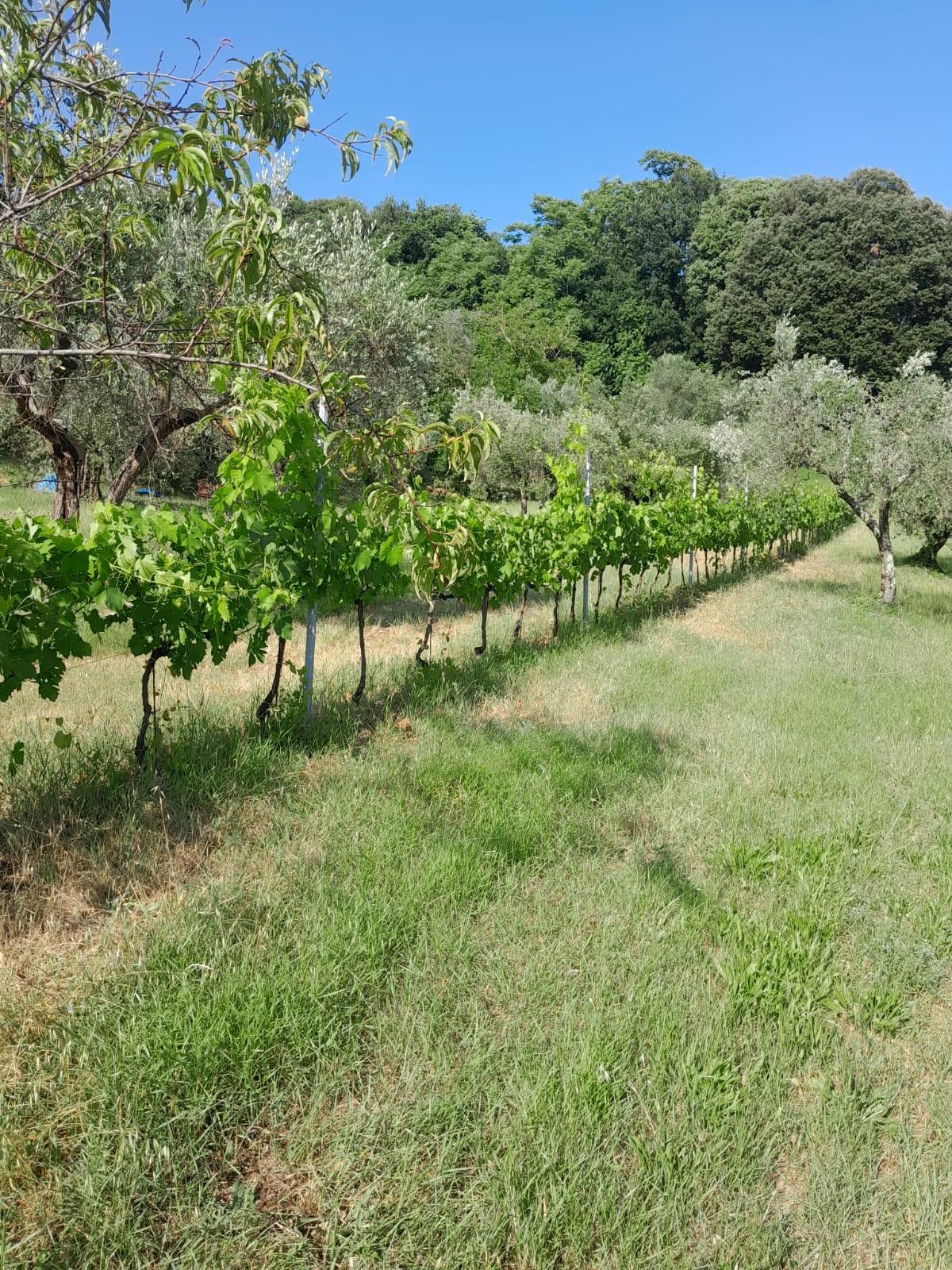 Terreno Agricolo in vendita a Radicondoli