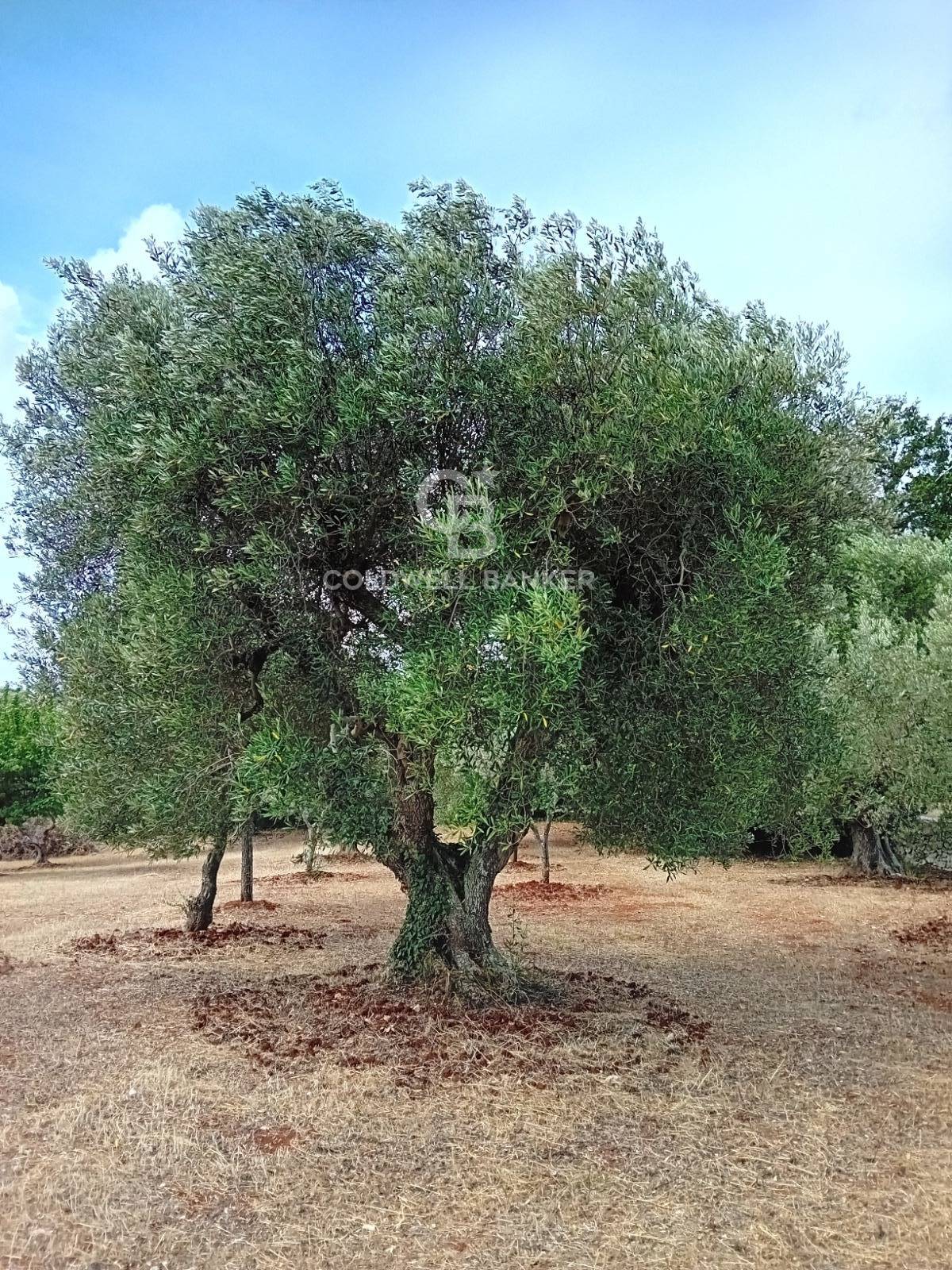 Trullo in vendita a Cisternino