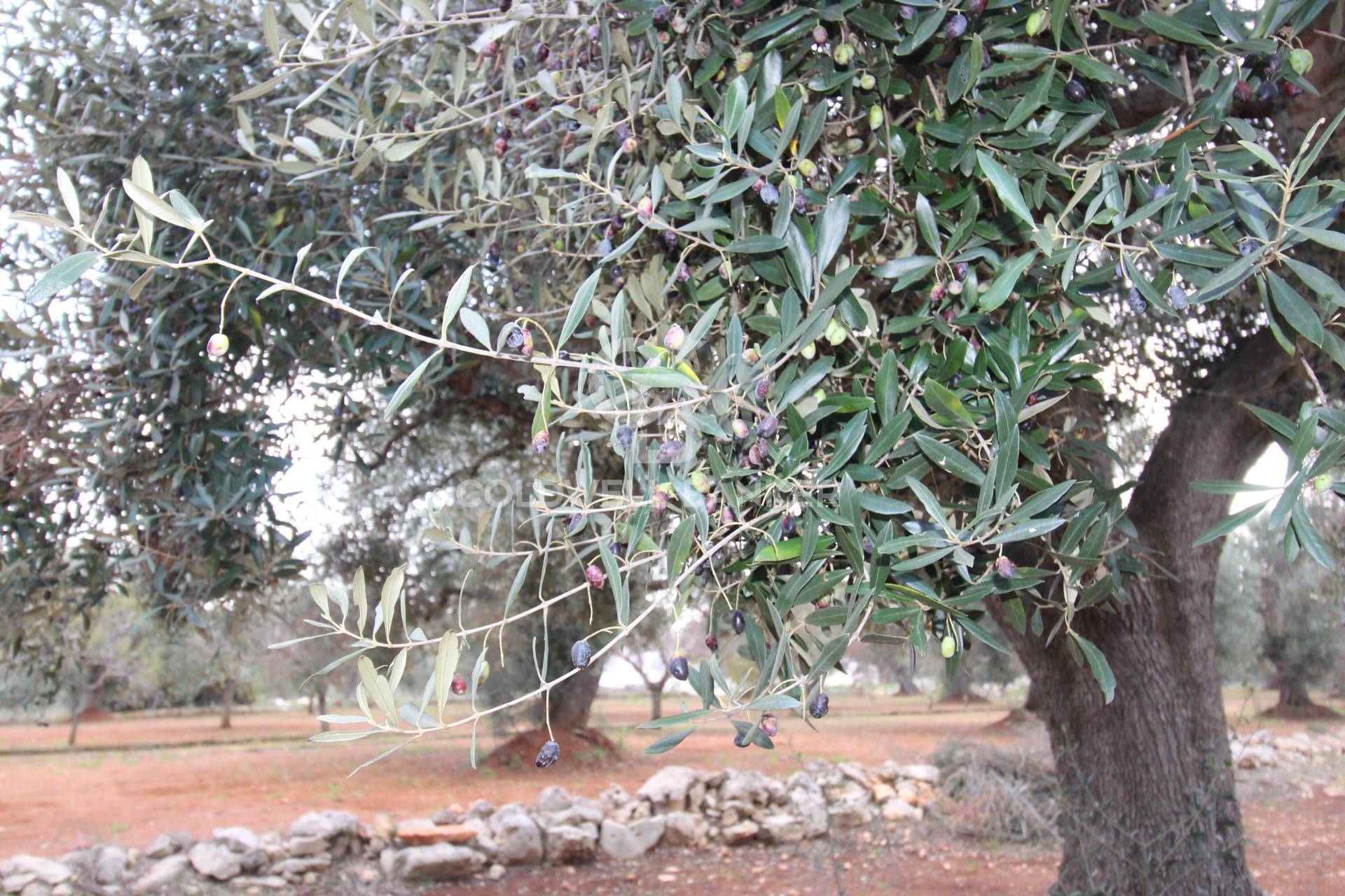 Trullo in vendita a Ceglie Messapica