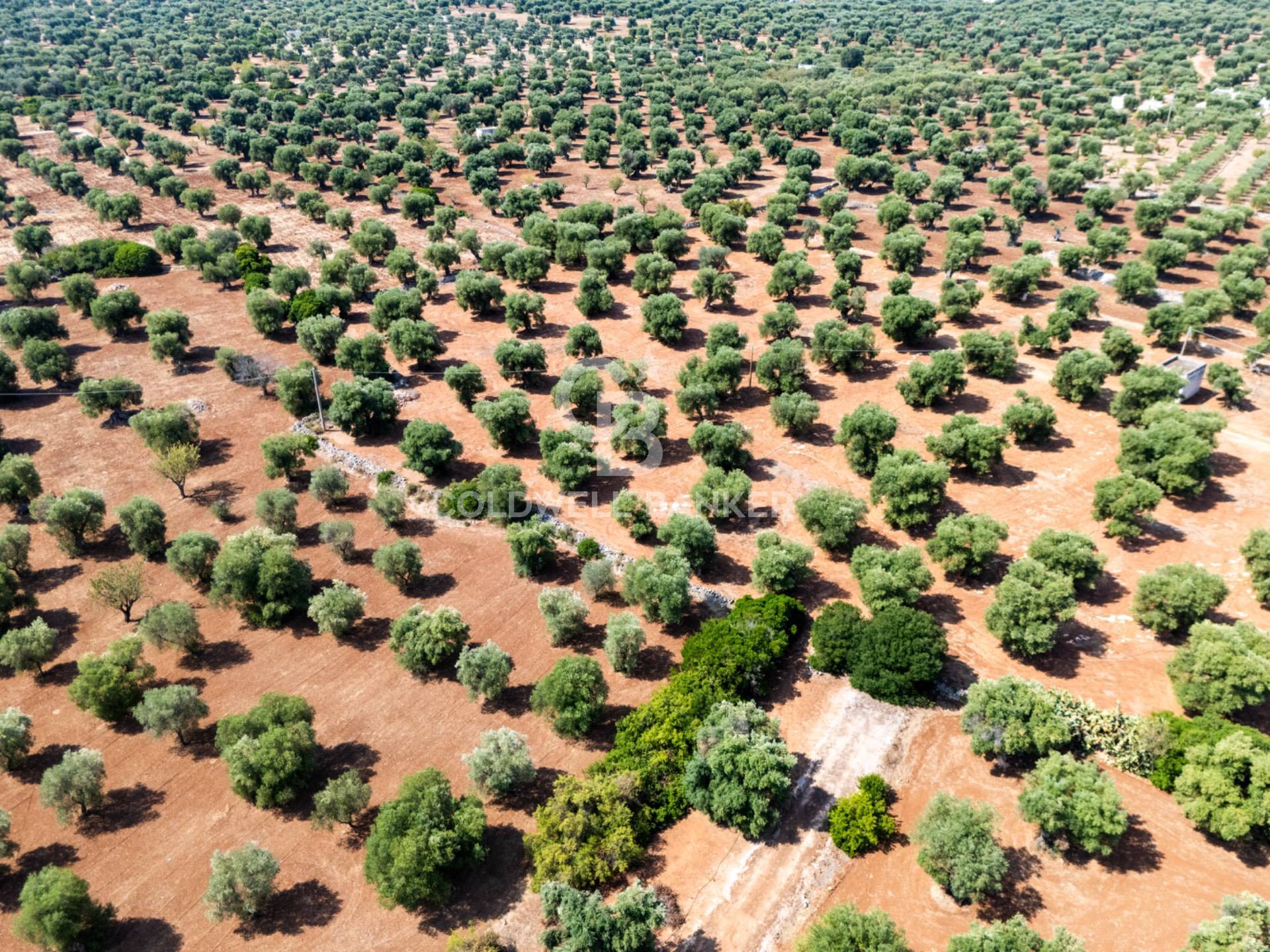 Terreno agricolo in vendita a Ostuni