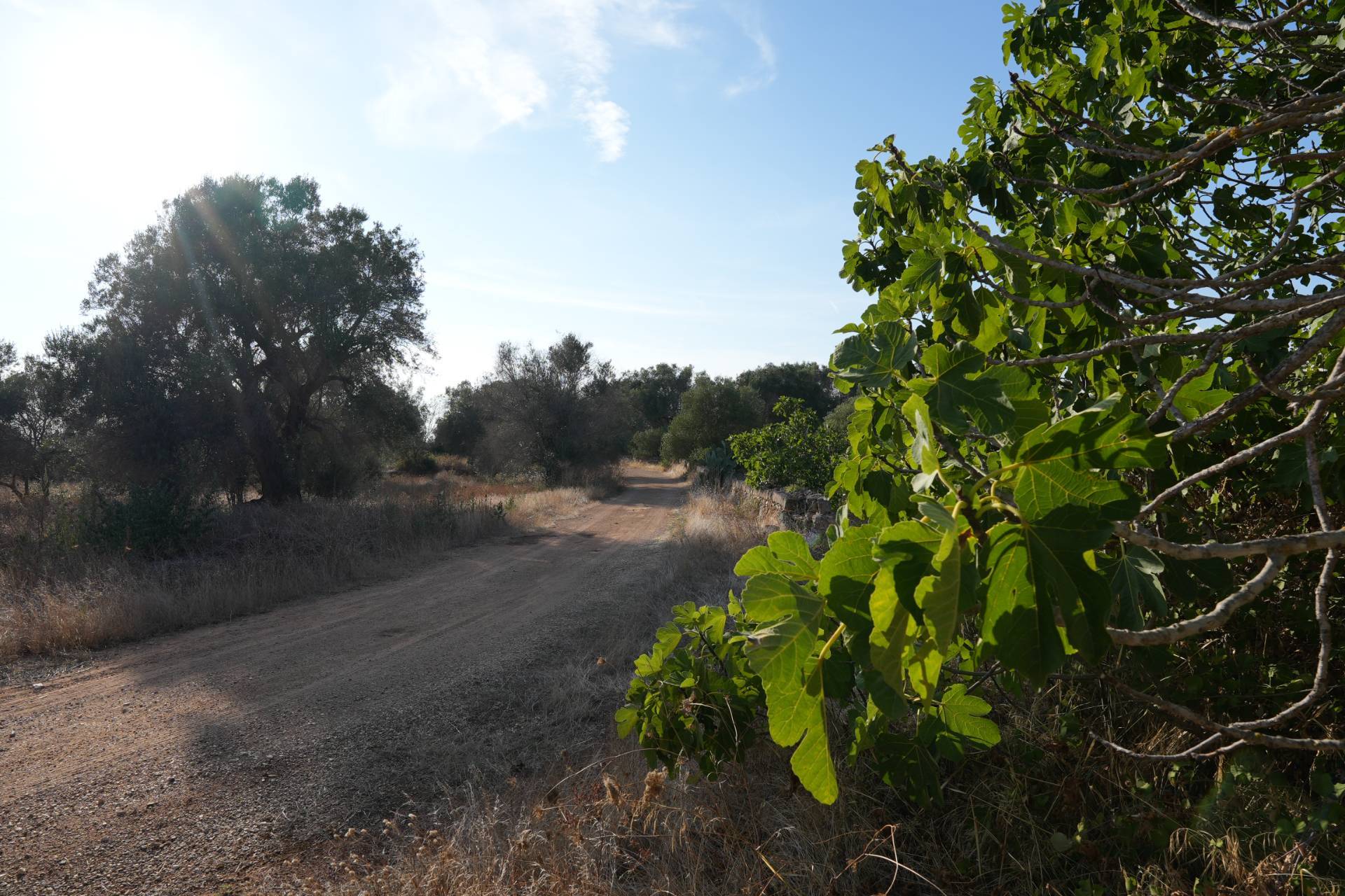 Masseria in vendita a Torricella