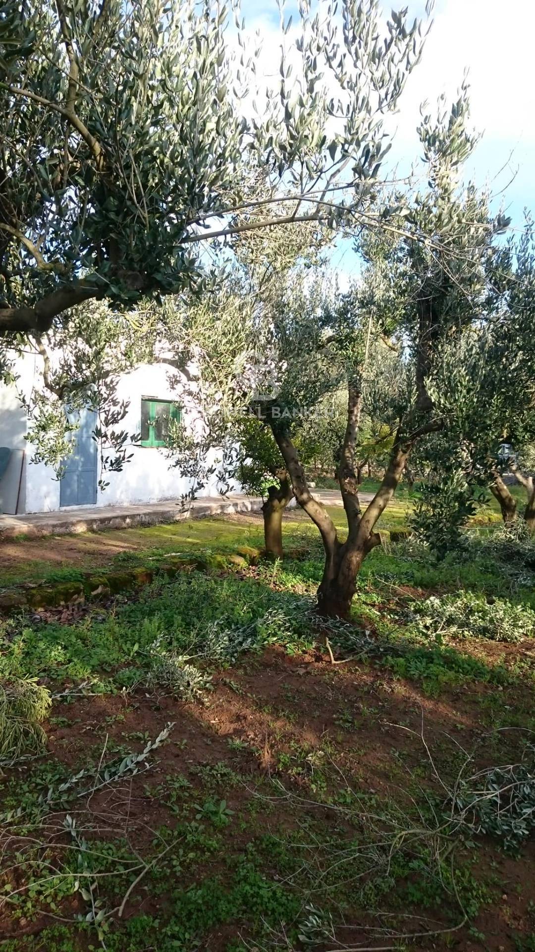 Terreno agricolo in vendita a Mesagne