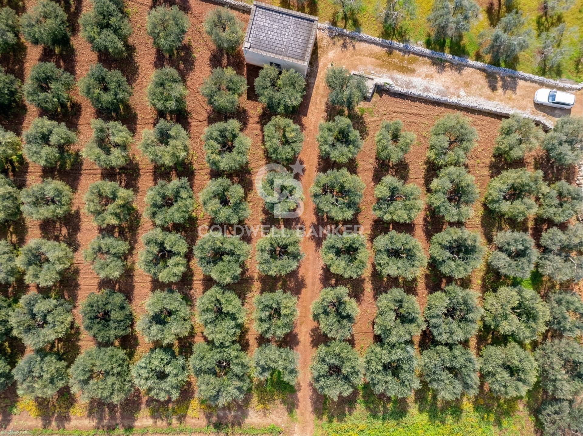 Terreno in vendita a Ostuni