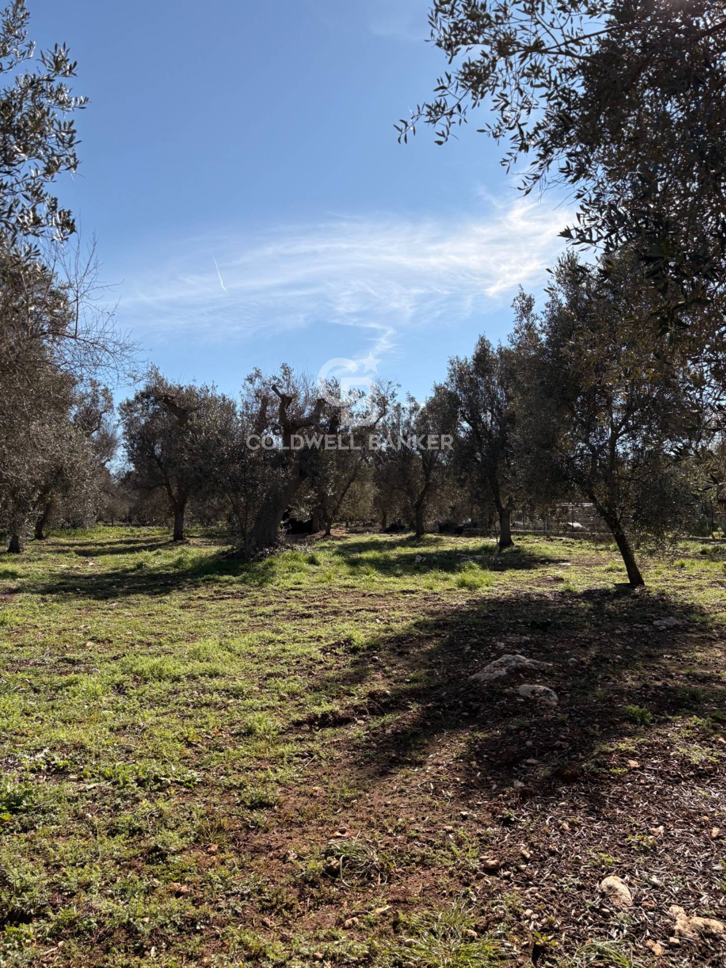 Terreno agricolo in vendita a Carovigno