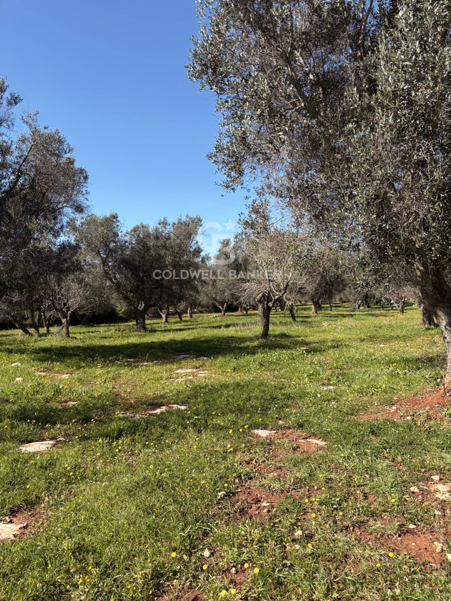Terreno agricolo in vendita a Carovigno