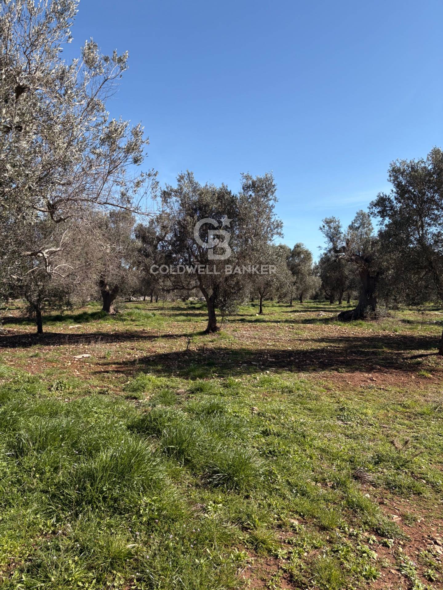 Terreno agricolo in vendita a Carovigno