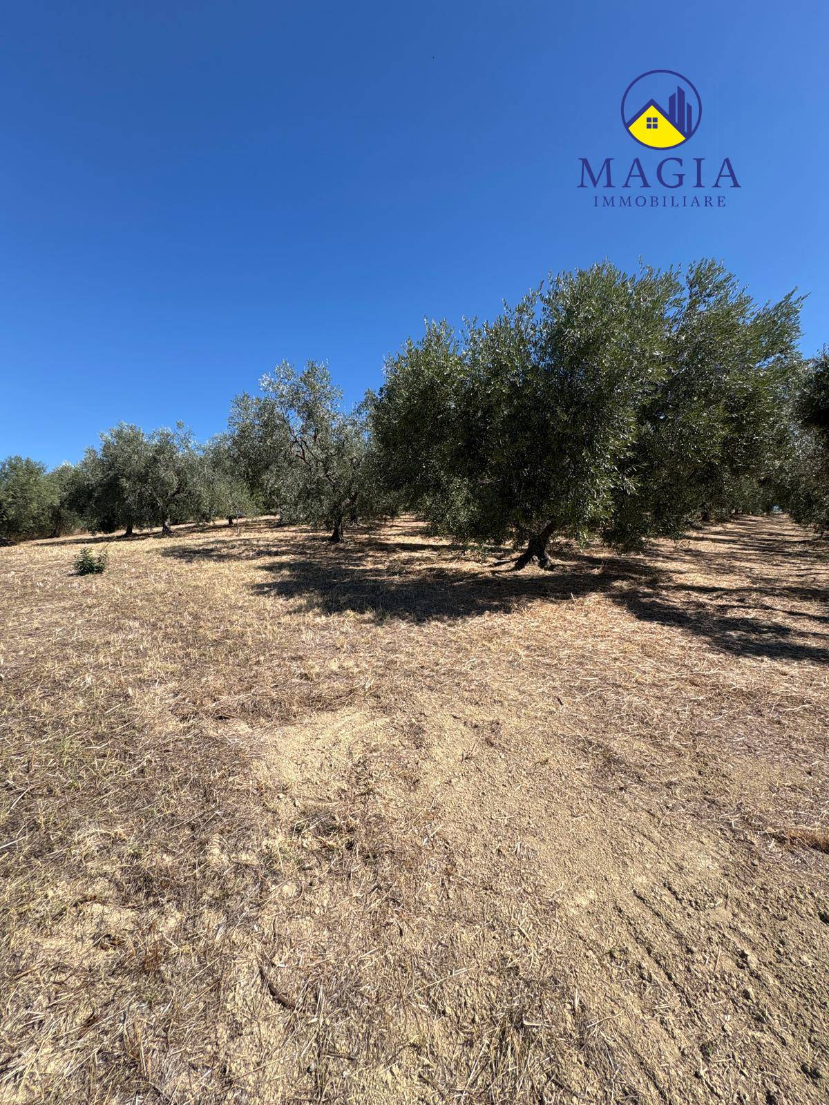 Terreno Agricolo in vendita a Controguerra