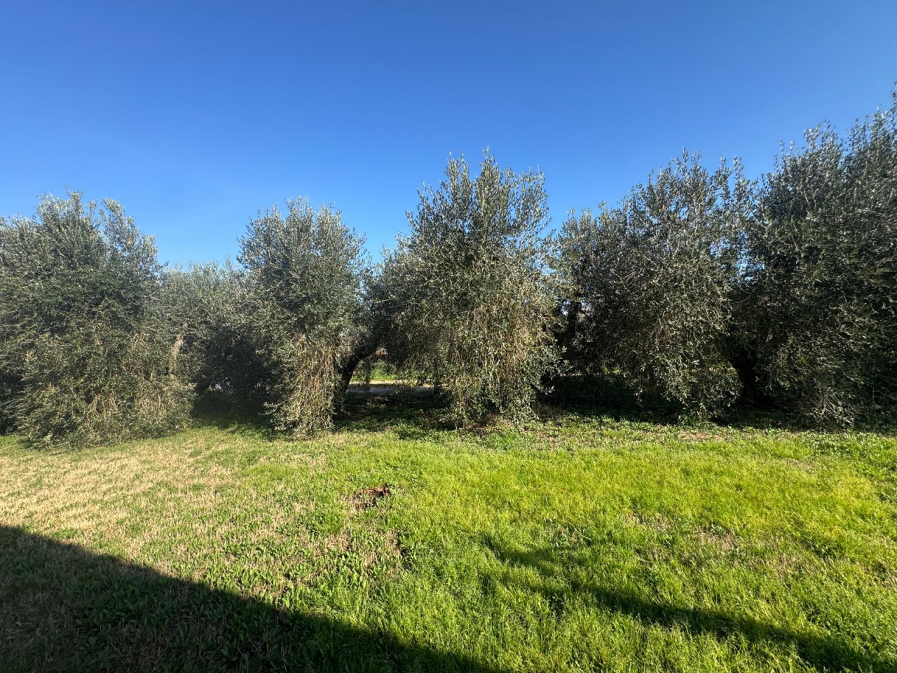 Terreno da ristrutturare in loc anquillaia, Scarlino