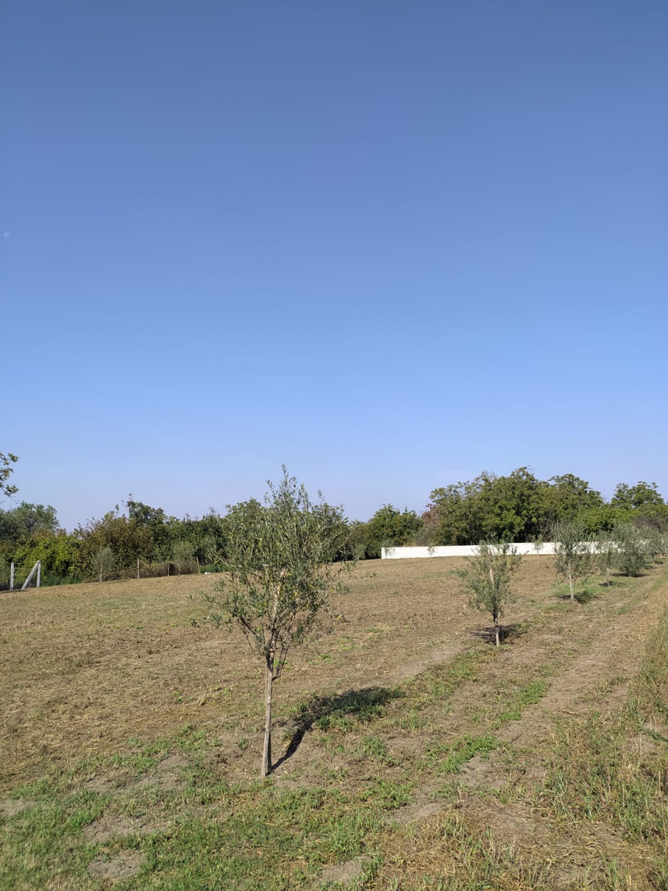 Terreno in affitto a Pomigliano d'Arco