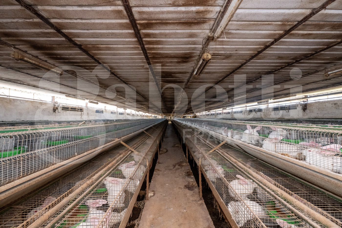 immagine annuncio 4 di 10