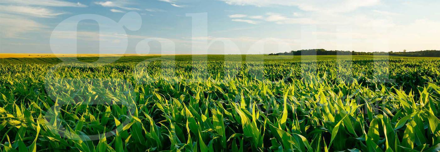 Terreno Agricolo in vendita a Pozzonovo