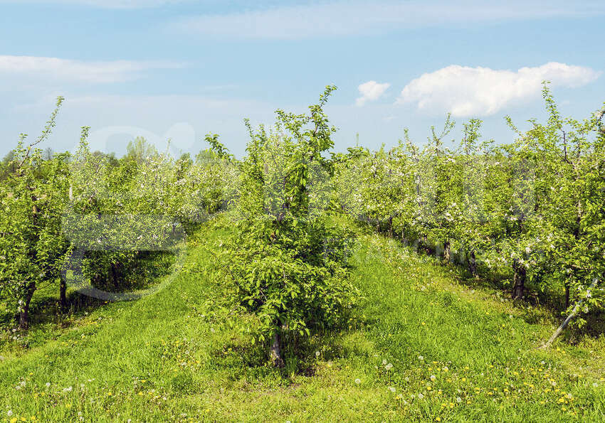 Terreno Agricolo in vendita a Monselice