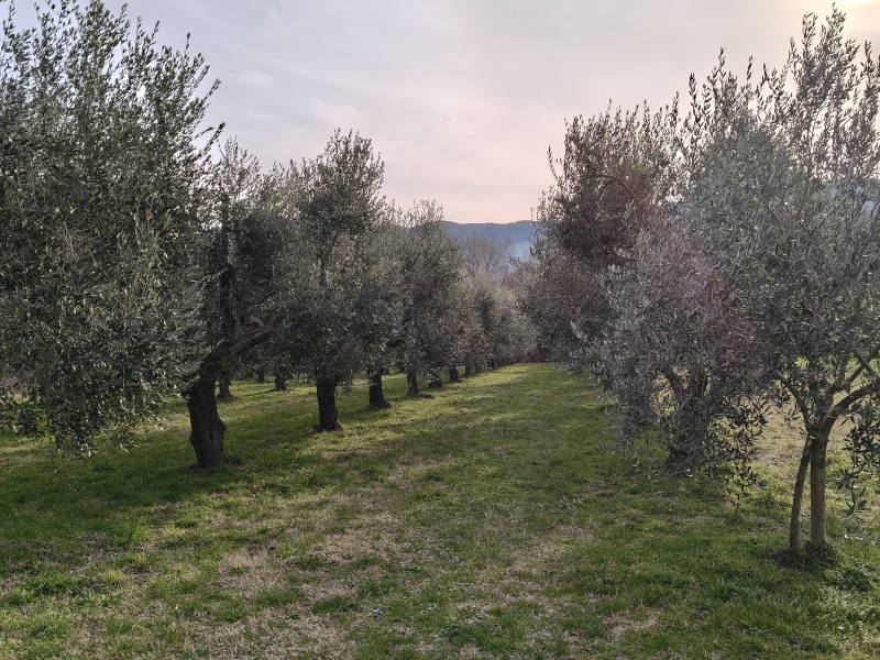 Terreno in vendita a Montaquila