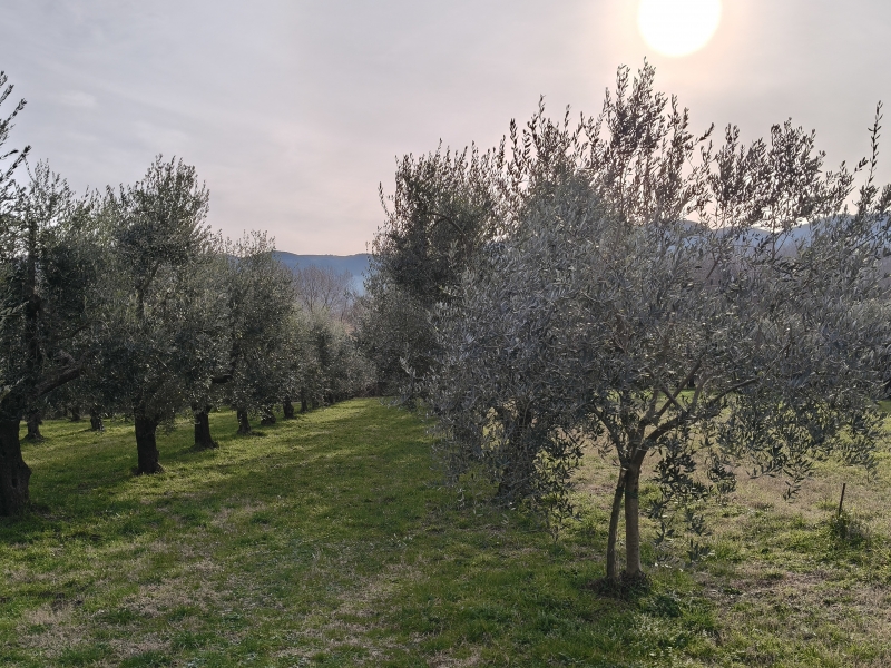 Terreno in vendita a Montaquila