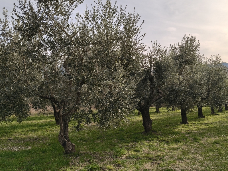 Terreno in vendita a Montaquila
