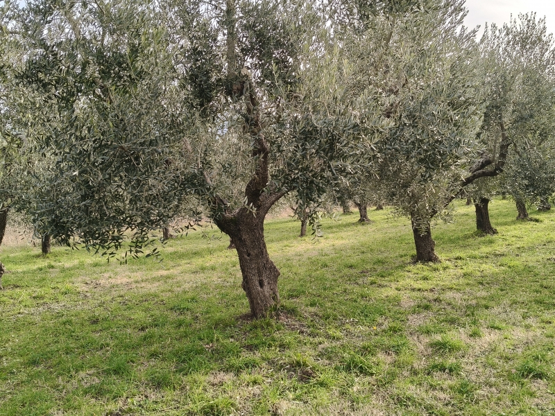 Terreno in vendita a Montaquila