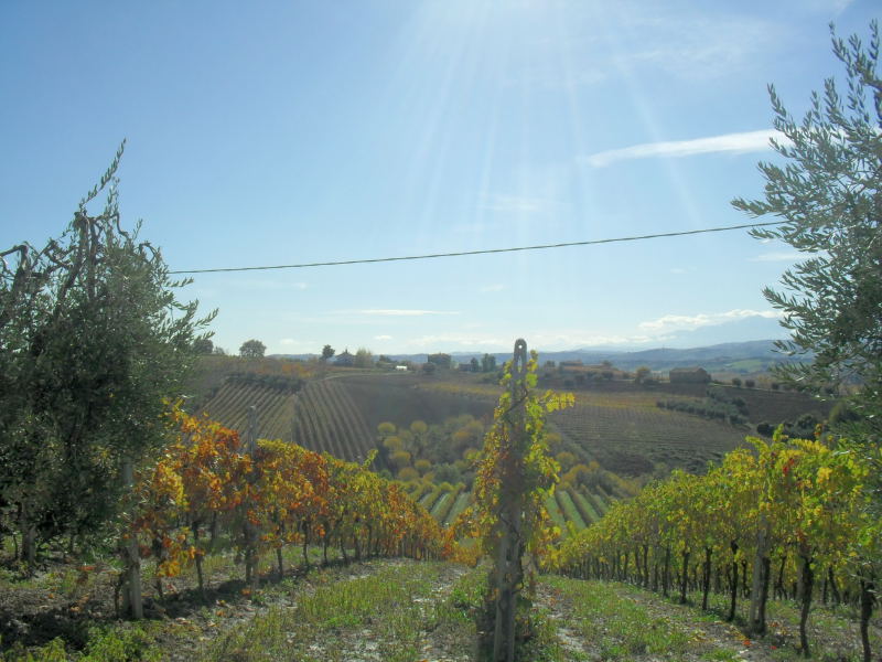 immagine annuncio 1 di 6