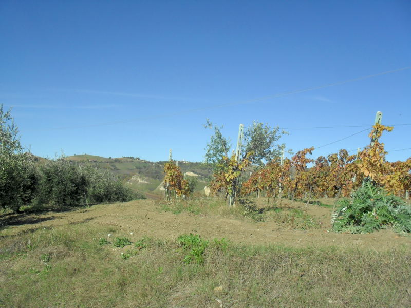 immagine annuncio 3 di 6
