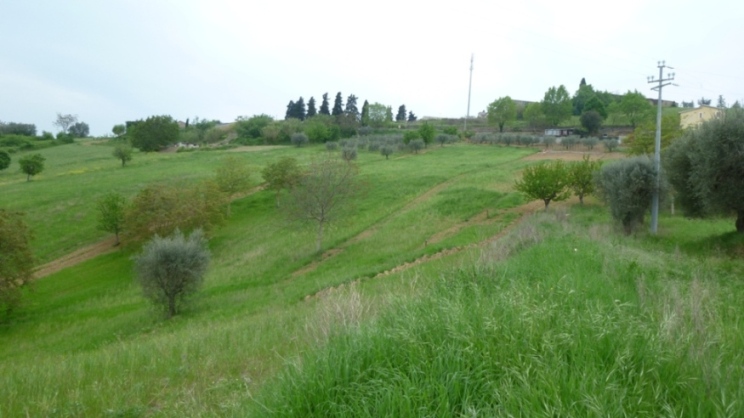 immagine annuncio 5 di 6