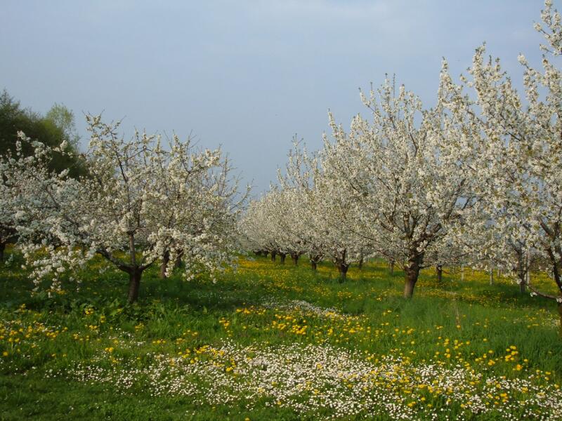 Terreno Agricolo (con / Senza Piccolo Prefabbricato) in vendita a Monsampolo del Tronto, Collinare