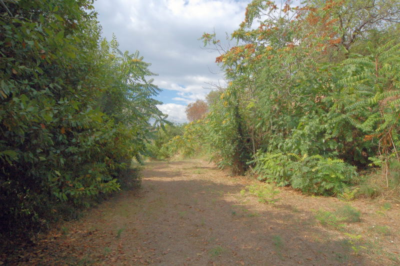 Casale Colonico Rustico in vendita a Cupra Marittima, Collinare (al Di Sopra Della Statale 16)