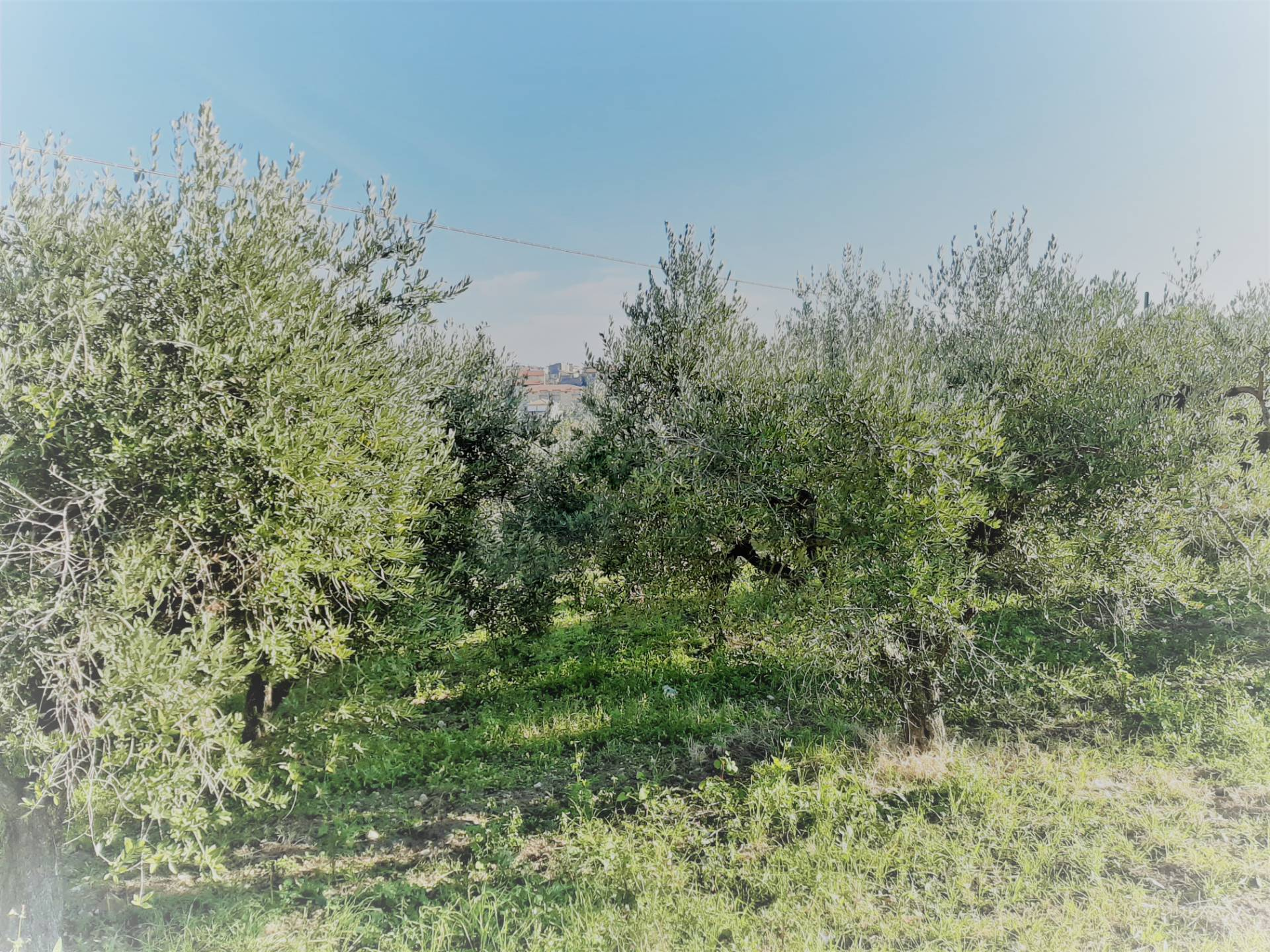 immagine annuncio 1 di 3