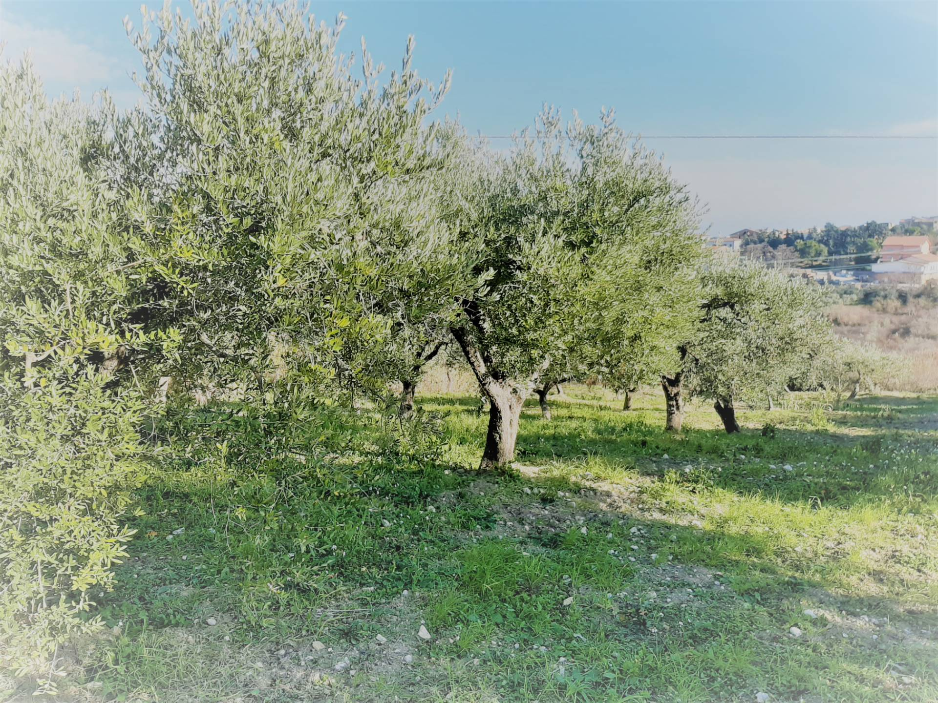 immagine annuncio 2 di 3