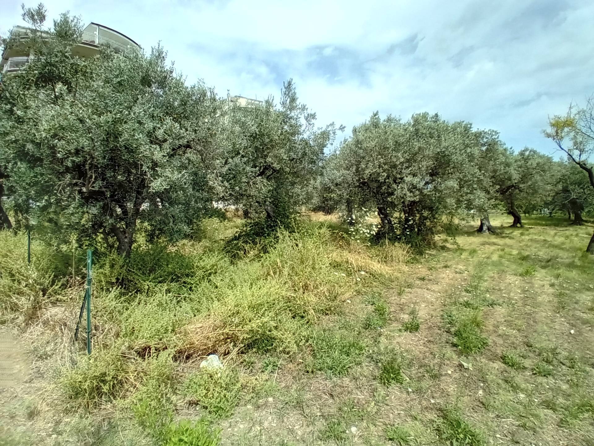 AGRICOLO/EDIFICABILE in vendita a Vasto, Vasto Paese
