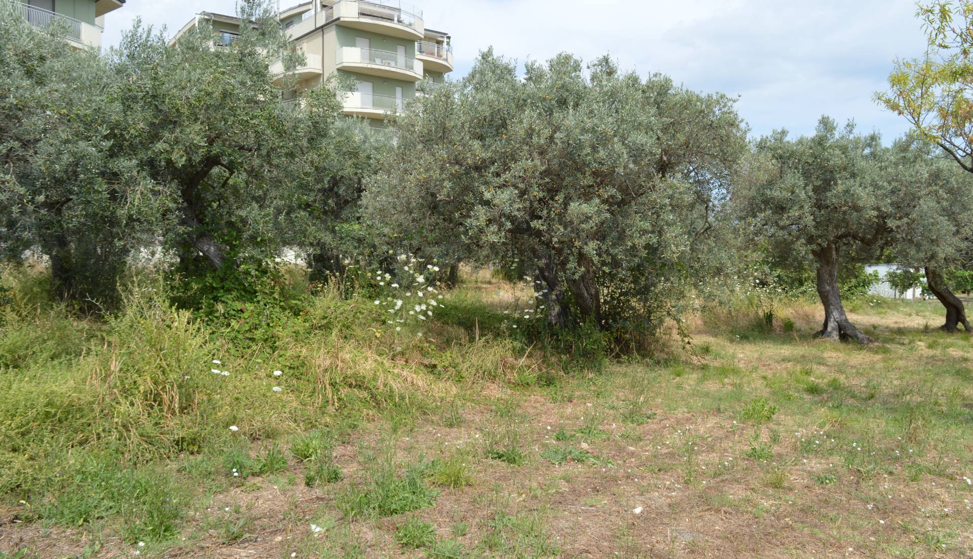 AGRICOLO/EDIFICABILE in vendita a Vasto, Vasto Paese