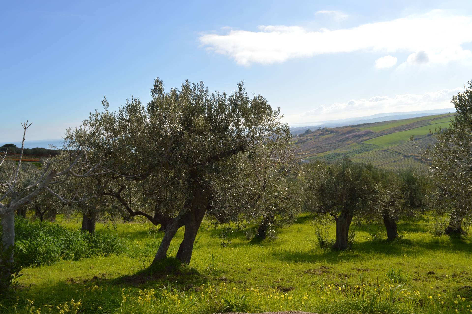 Terreno Agricolo in vendita a Vasto, Vasto Paese