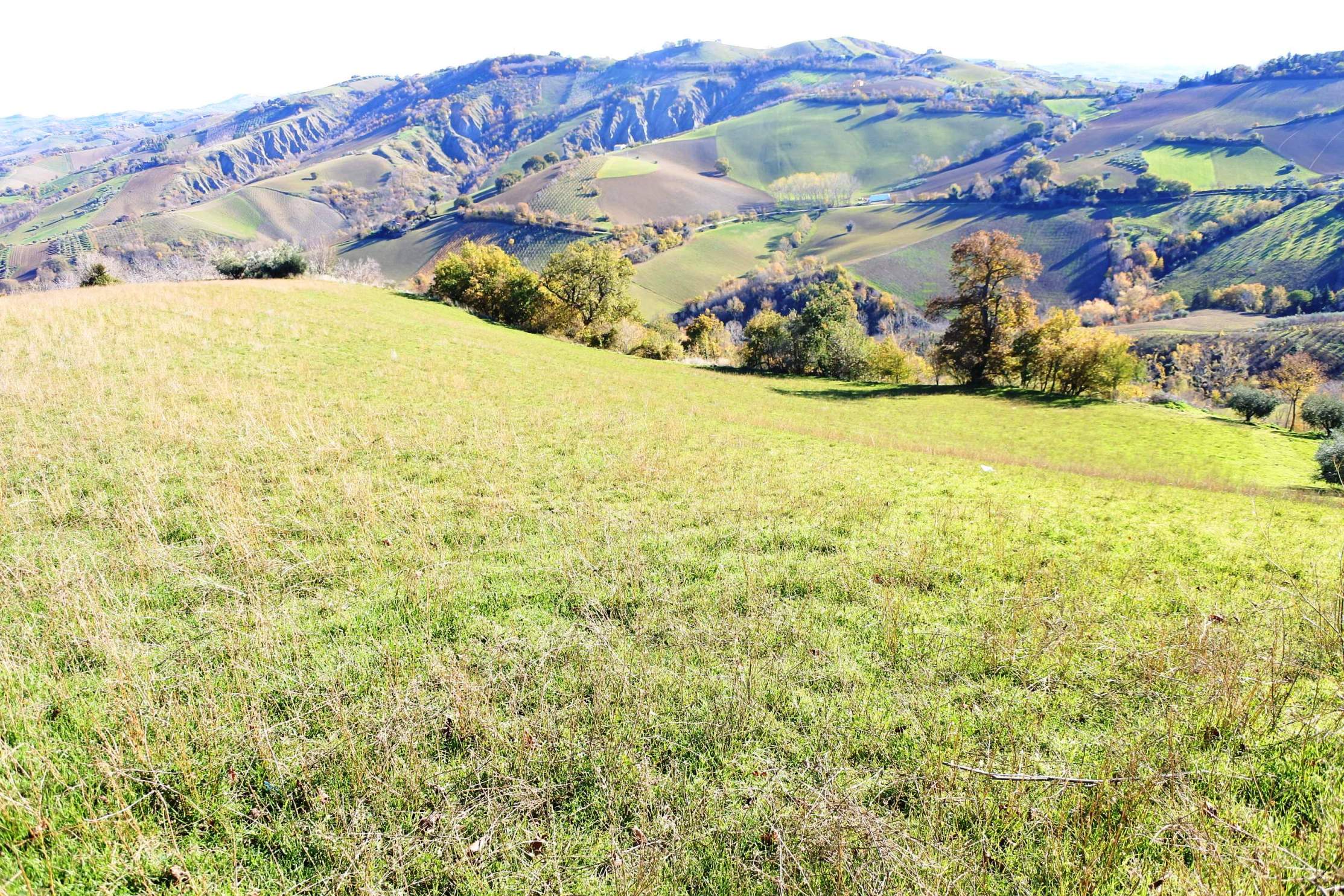 Casale Colonico Rustico in vendita a Castignano, Collinare