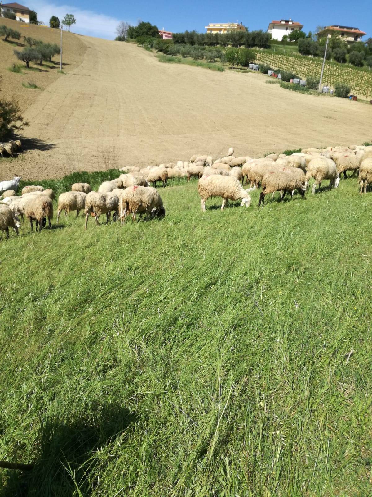 immagine annuncio 1 di 4