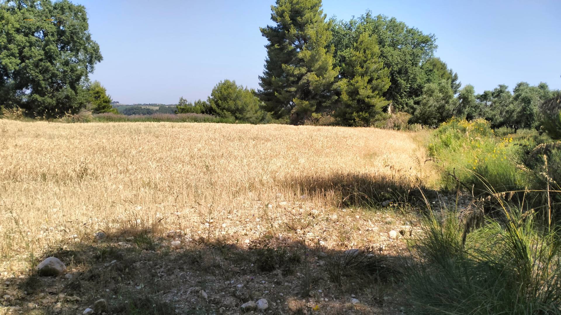 Terreno Agricolo in vendita a Grottammare, Collinare (zona di campagna interna)