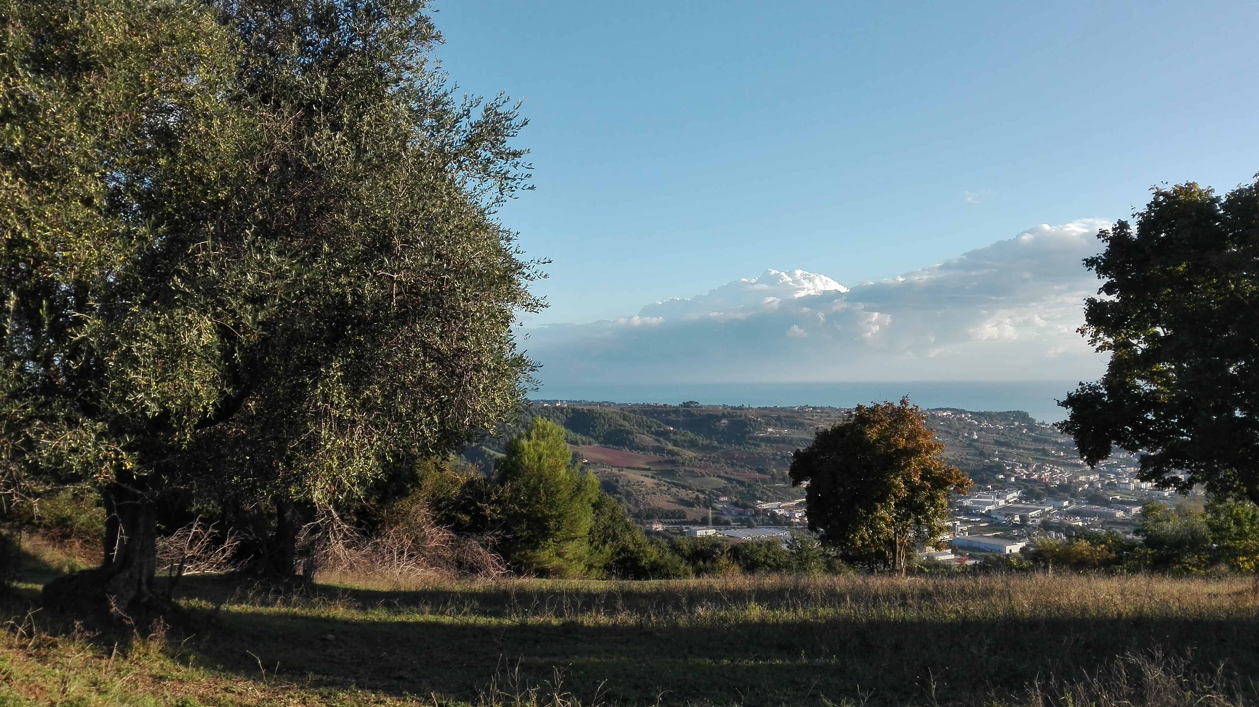 Terreno Agricolo (con / Senza Piccolo Prefabbricato) in vendita a Grottammare, Collinare (zona di ca
