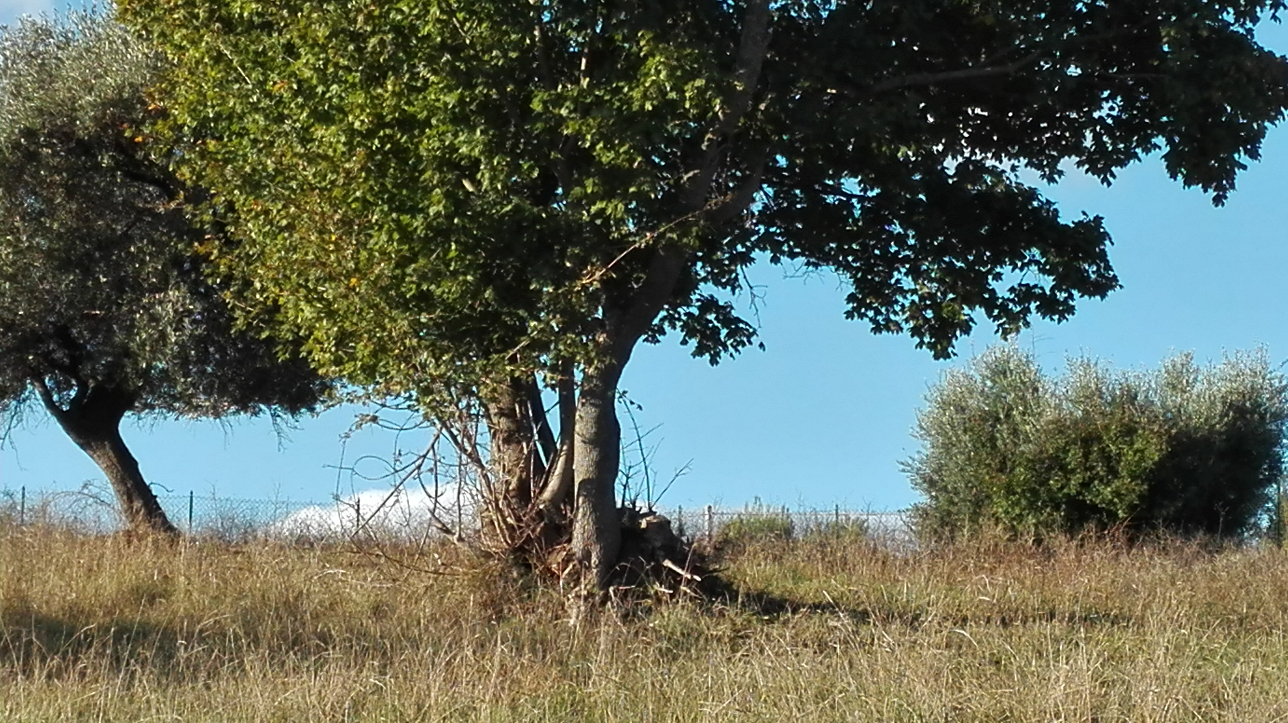 Terreno Agricolo (con / Senza Piccolo Prefabbricato) in vendita a Grottammare, Collinare (zona di ca