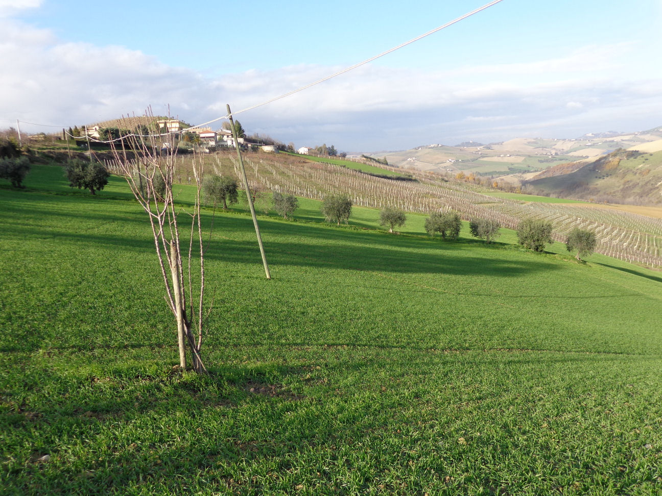 Casale Colonico Rustico in vendita a Cossignano, Collinare / Campagna
