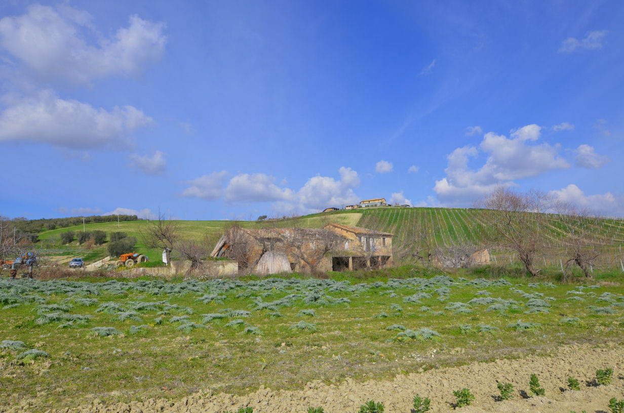 Casale Colonico Rustico in vendita a Appignano del Tronto, Collinare