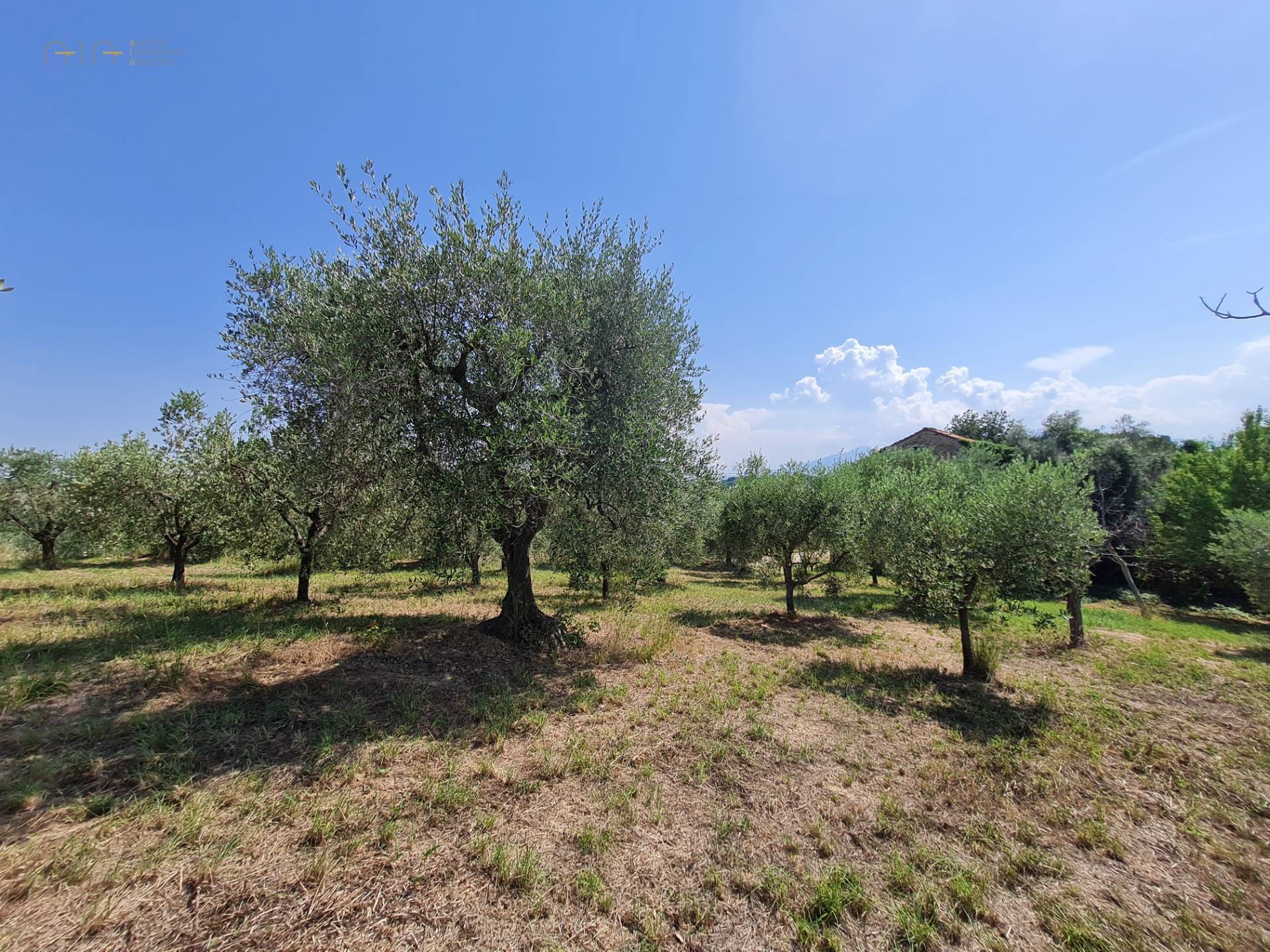 Casale Colonico Rustico in vendita a Castorano, Collinare