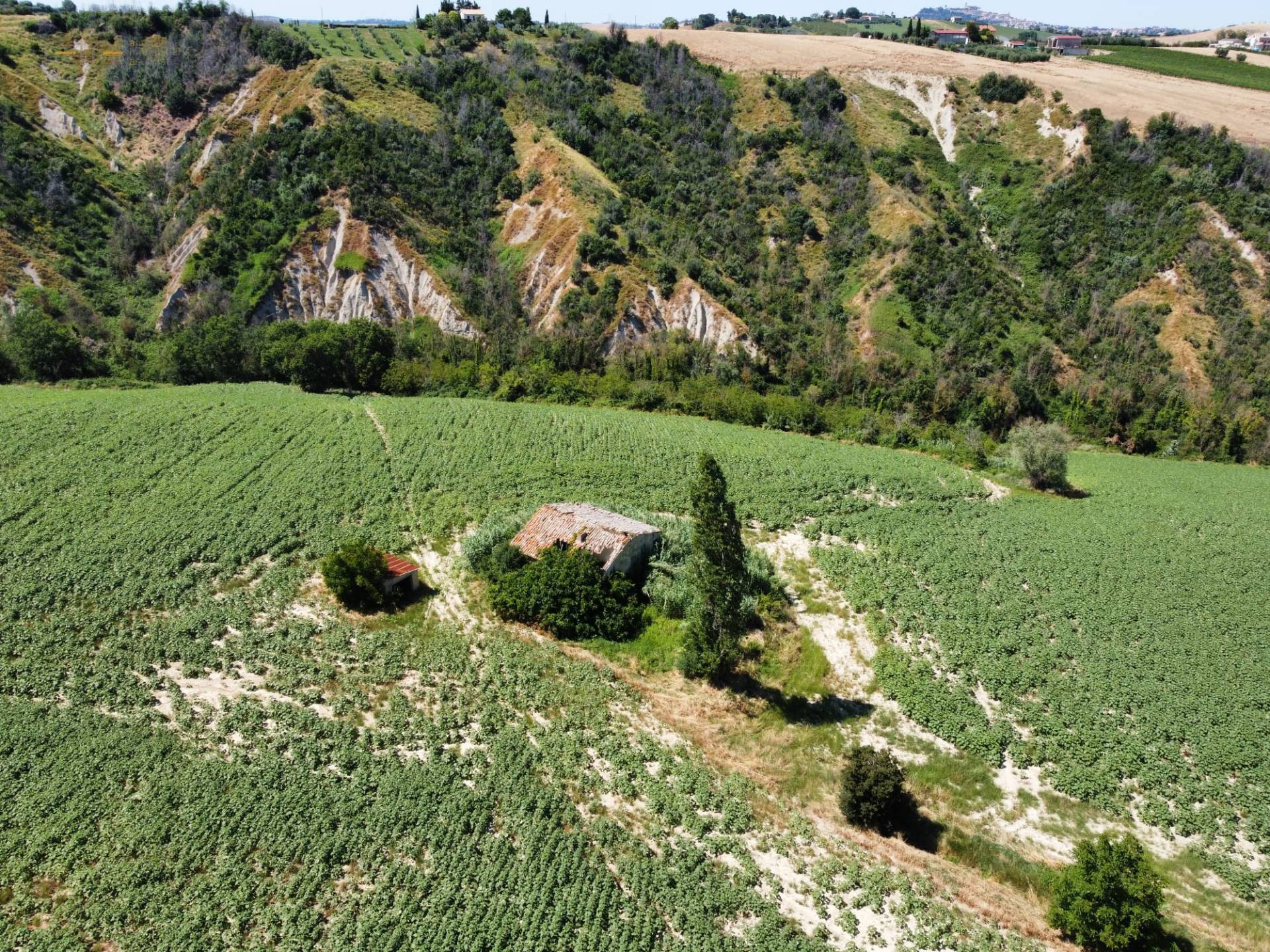 Casale Colonico Rustico in vendita a Monterubbiano, Collinare