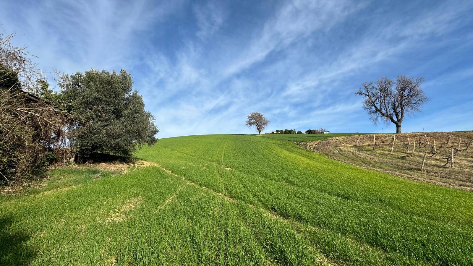 Terreno Agricolo (con / Senza Piccolo Prefabbricato) in vendita a Offida, Santa Maria Goretti (val T