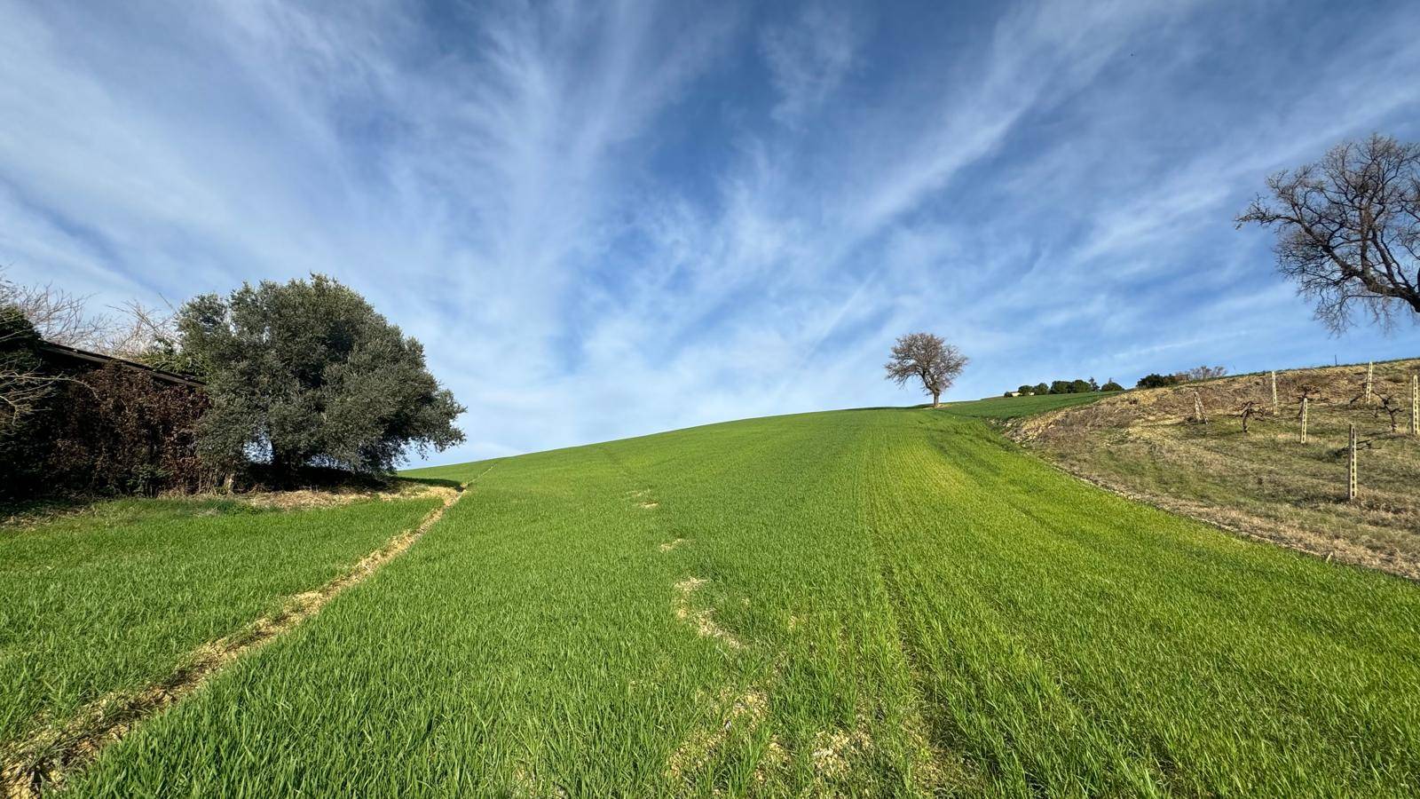 Terreno Agricolo (con / Senza Piccolo Prefabbricato) in vendita a Offida, Santa Maria Goretti (val T