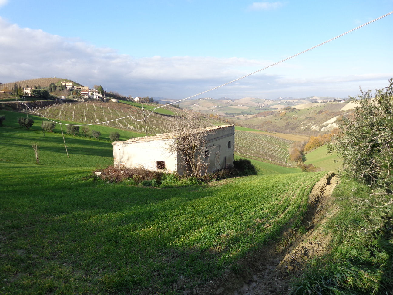 Casale Colonico Rustico in vendita a Cossignano, Collinare / Campagna