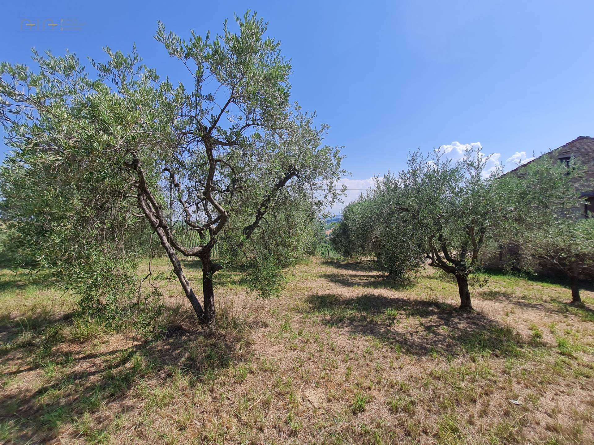 Casale Colonico Rustico in vendita a Castorano, Collinare