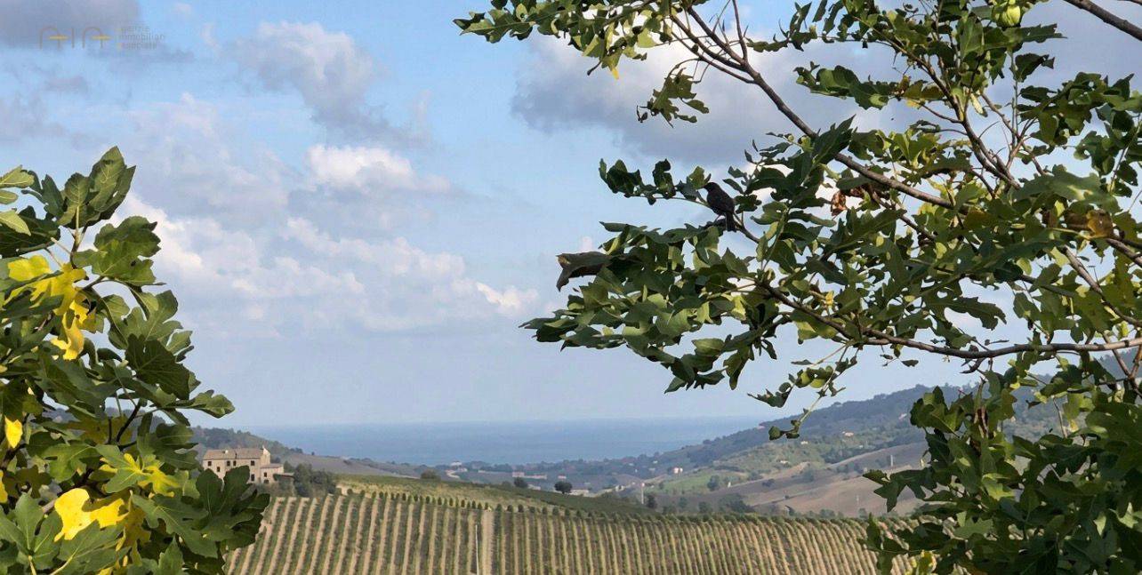 Appartamento in affitto a Ripatransone, Collinare