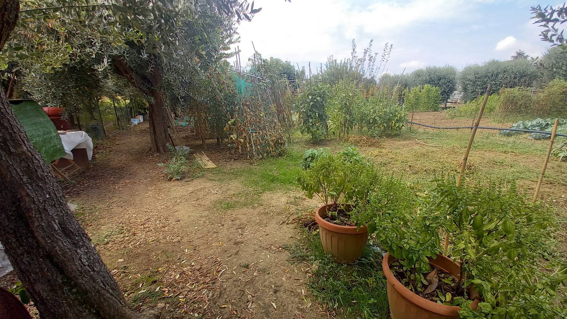 Terreno Agricolo (con / Senza Piccolo Prefabbricato) in vendita a Colli del Tronto, Zona Salaria