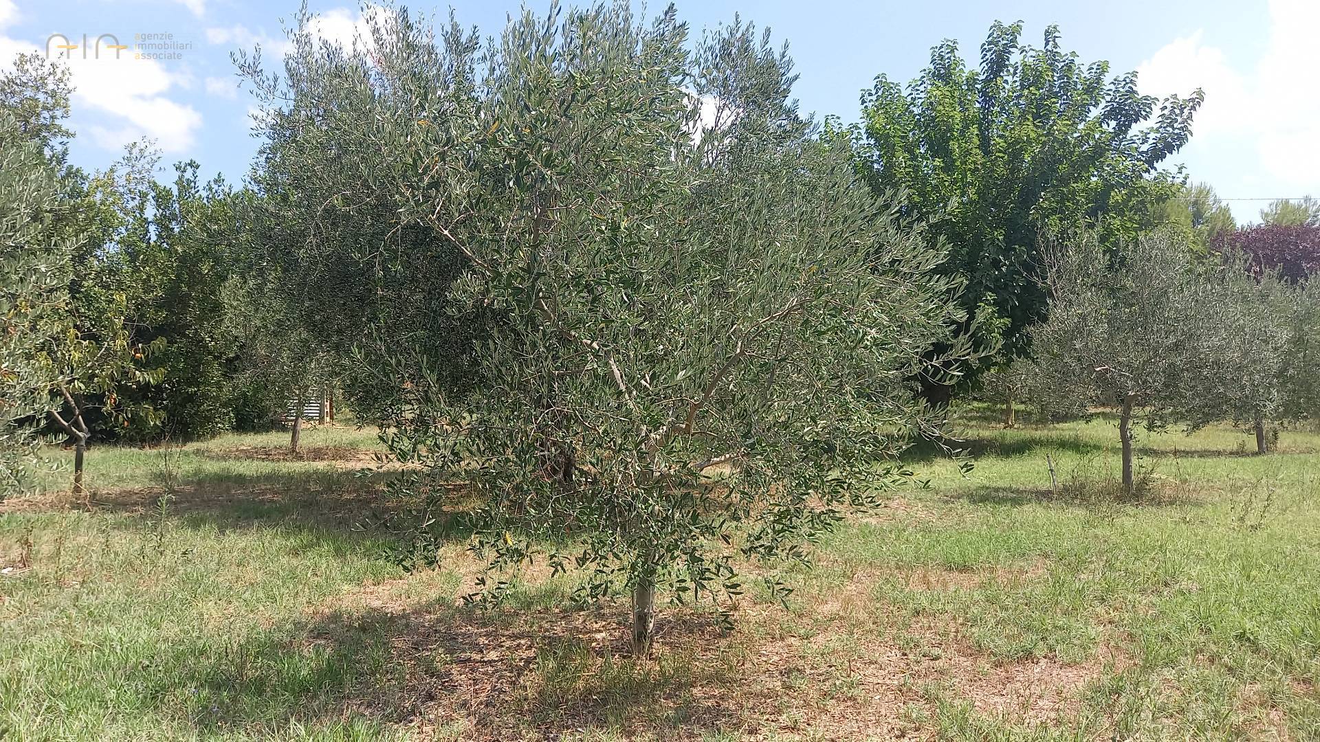 Casale Colonico Rustico in vendita a Offida, Collinare / Campagna