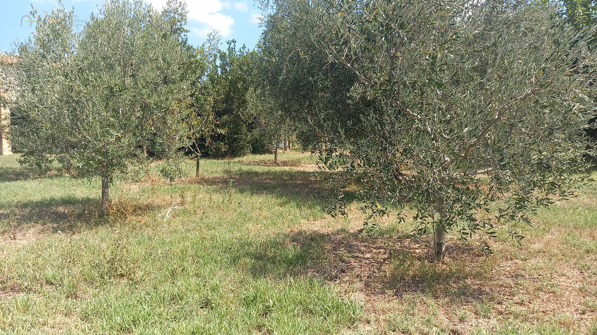 Casale Colonico Rustico in vendita a Offida, Collinare / Campagna