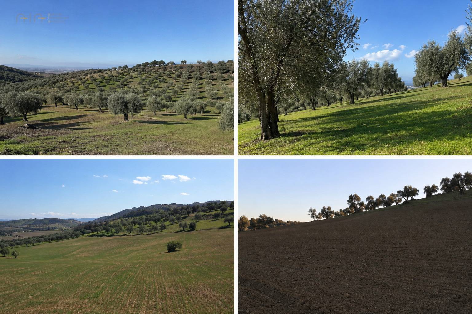 Terreno Agricolo in vendita a Tortoreto, Tortoreto Alto