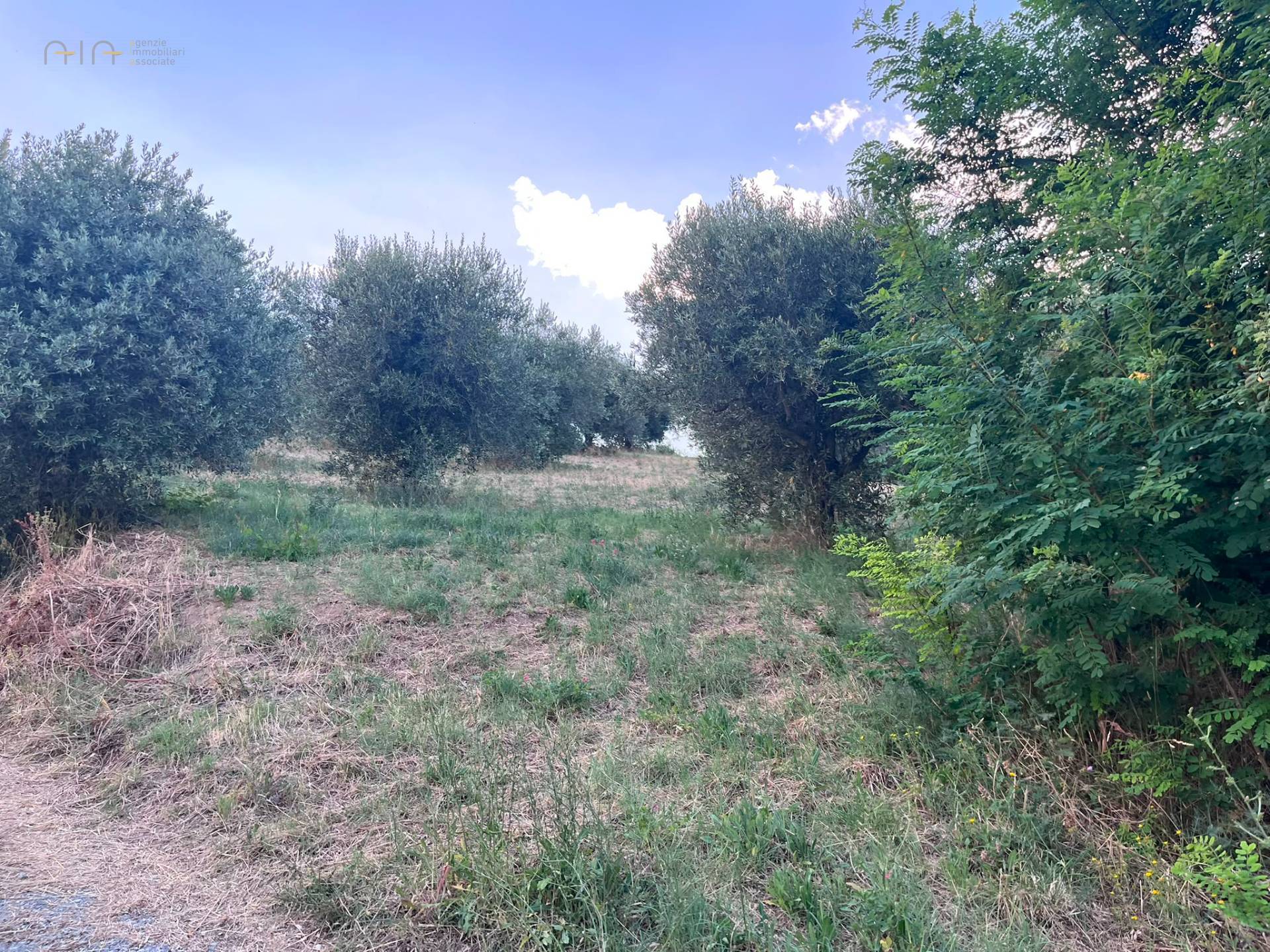 Terreno Agricolo in vendita a Tortoreto, Tortoreto Alto