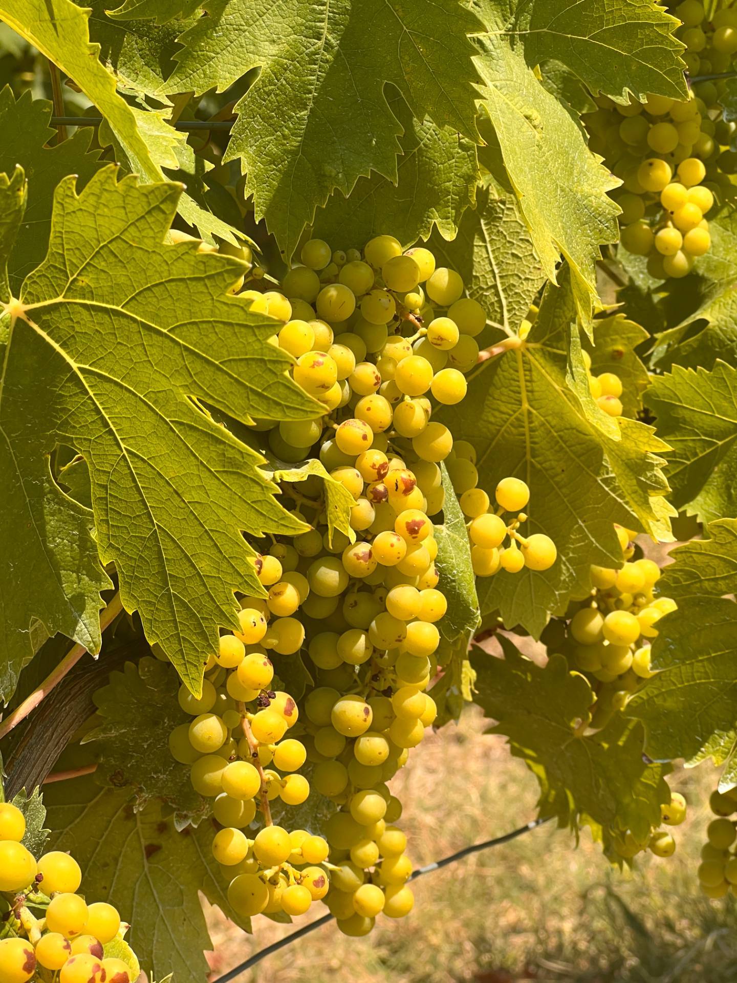 Cascina in vendita a Canelli, Canelli - Nizza Monferato